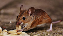 24 Hour & Emergency Exterminators in Vantage, WA